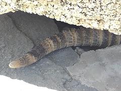 Ctenosaura hemilopha