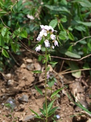 Cardamine bulbifera