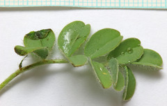 Astragalus holmgreniorum