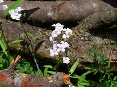 Cardamine bulbifera