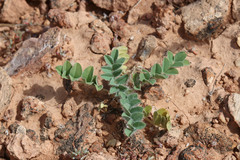 Astragalus holmgreniorum