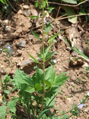 Cardamine bulbifera