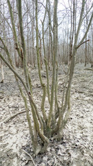 Dichelyma capillaceum