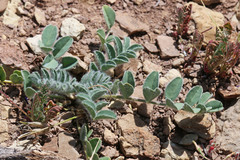 Astragalus holmgreniorum