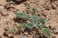 Astragalus holmgreniorum
