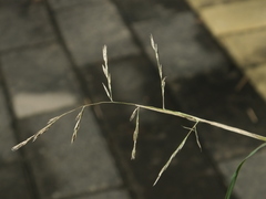 Cleistogenes
