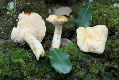 Hydnum ibericum