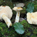 Hydnum ibericum - Photo (c) julian_alonso, some rights reserved (CC BY-NC), uploaded by julian_alonso