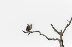 Haliaeetus leucoryphus