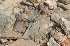 Astragalus nuttallianus imperfectus