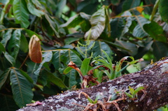 Catopsis sessiliflora