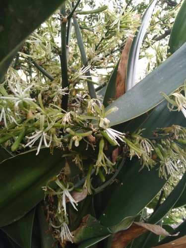 Large-leaved dragon tree (Dracaena aletriformis)