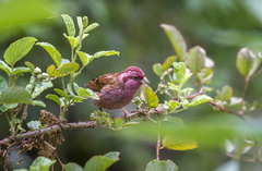 Carpodacus rodochroa