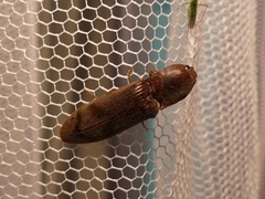 Stenagostus rhombeus