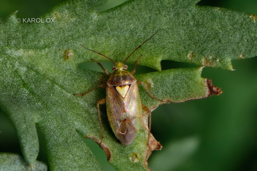 bzdôška obyčajná (Lygus rugulipennis)