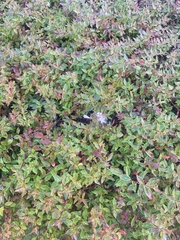 Persicaria capitata
