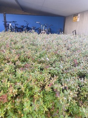 Persicaria capitata