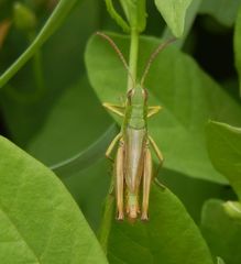 Pseudochorthippus parallelus parallelus