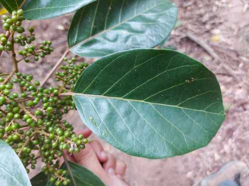 Hyeronima alchorneoides - Whole tree