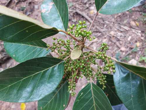 Hyeronima alchorneoides - Leaves