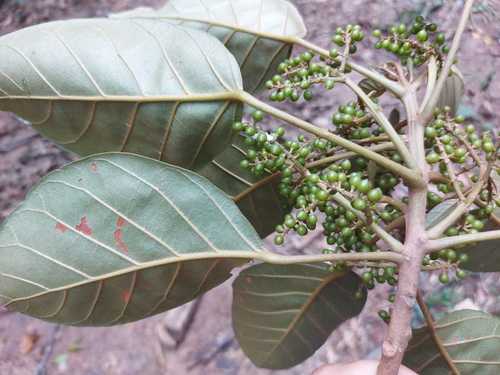 Hyeronima alchorneoides - Whole tree