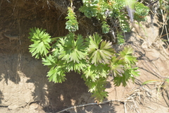 Anemonastrum villosissimum
