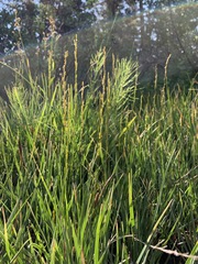 Triglochin palustris