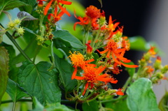 Pseudogynoxys haenkei