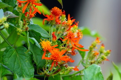 Pseudogynoxys haenkei