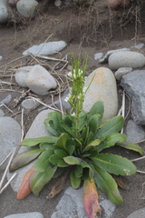 Arabis stelleri