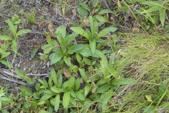 Arnica unalaschcensis