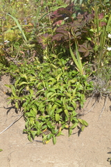 Arnica unalaschcensis