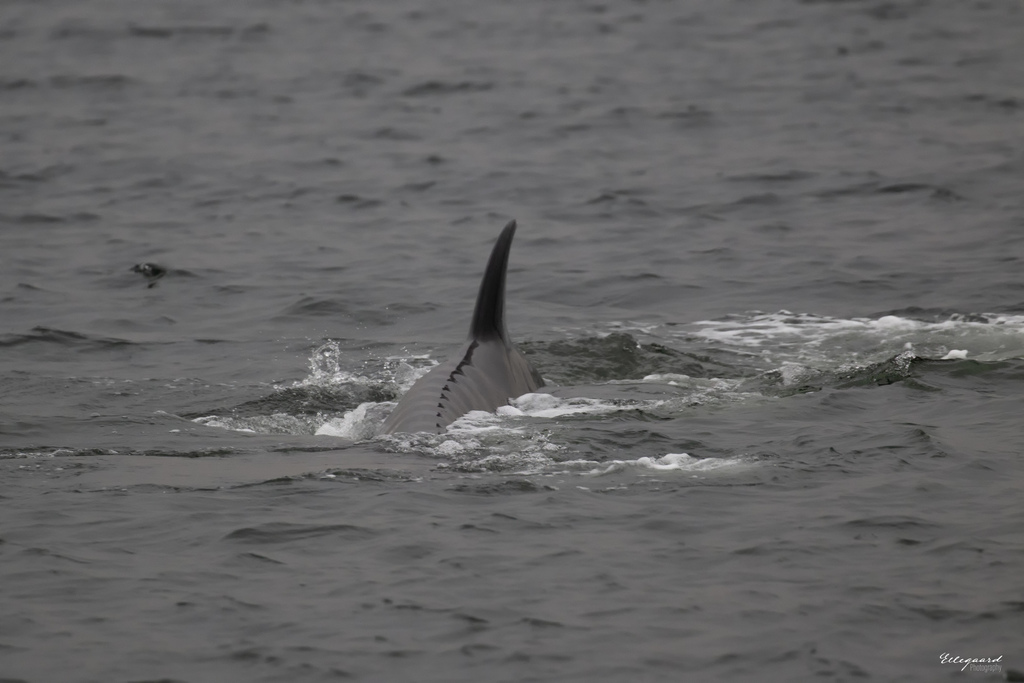 Northern Bottlenose Whale