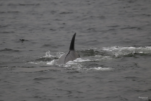 Northern Bottlenose Whale (Hyperoodon ampullatus)