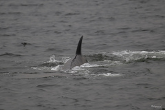 Hyperoodon ampullatus