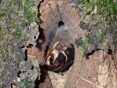 Aenetus virescens