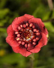 Potentilla rubra