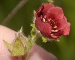 Potentilla rubra