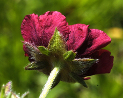 Potentilla rubra