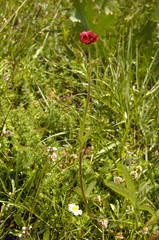 Potentilla rubra