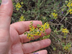 Alyssum serpyllifolium