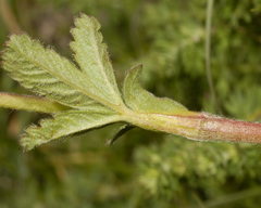 Potentilla rubra