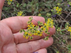 Alyssum serpyllifolium