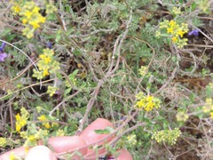 Alyssum serpyllifolium