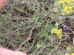 Alyssum serpyllifolium