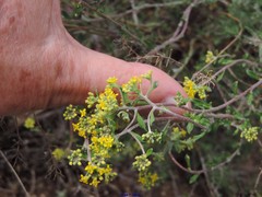 Alyssum serpyllifolium