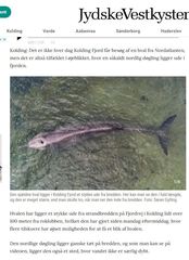 Hyperoodon ampullatus