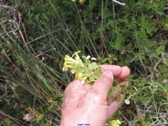 Biscutella auriculata