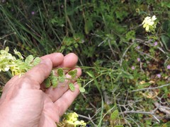 Biscutella auriculata