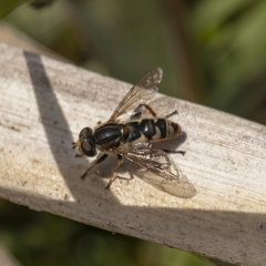 Anasimyia anausis